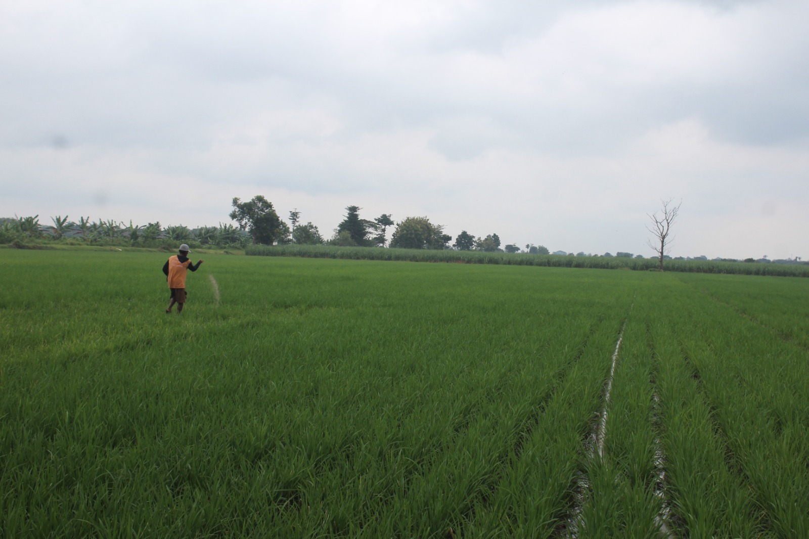 Petani di Kabupaten Jombang, Jawa Timur, masih menghadapi kesulitan memperoleh pupuk bersubsidi pada tahun 2026.