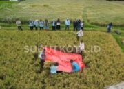 Ubinan Padi Inpari 32 di Merjosari Tembus 9 Ton per Hektare, Dispangtan Kota Malang Tegaskan Potensi Pertanian Perkotaan