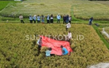 Ubinan Padi Inpari 32 di Merjosari Tembus 9 Ton per Hektare, Dispangtan Kota Malang Tegaskan Potensi Pertanian Perkotaan