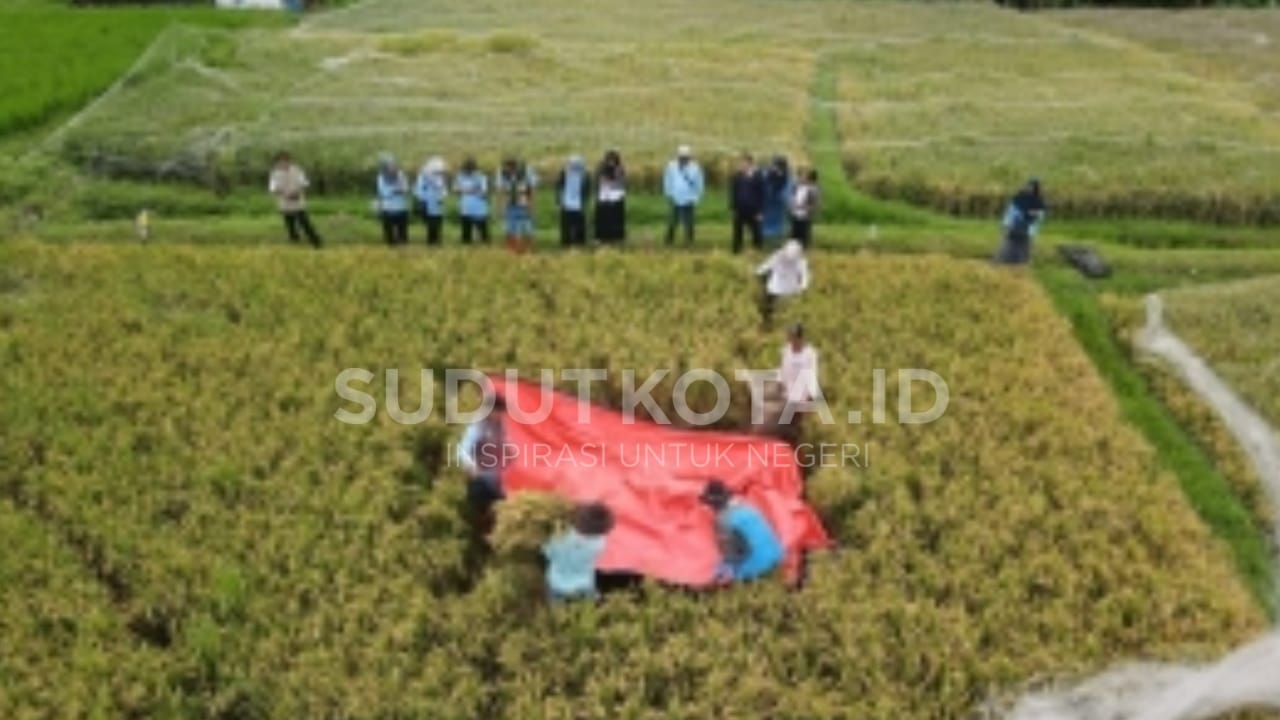 Ubinan Padi Inpari 32 di Merjosari Tembus 9 Ton per Hektare, Dispangtan Kota Malang Tegaskan Potensi Pertanian Perkotaan