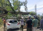 Pohon Besar Tumbang Timpa Mazda 2 di Desa Kuwolu Bululawang Malang