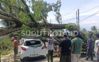 Pohon Besar Tumbang Timpa Mazda 2 di Desa Kuwolu Bululawang Malang
