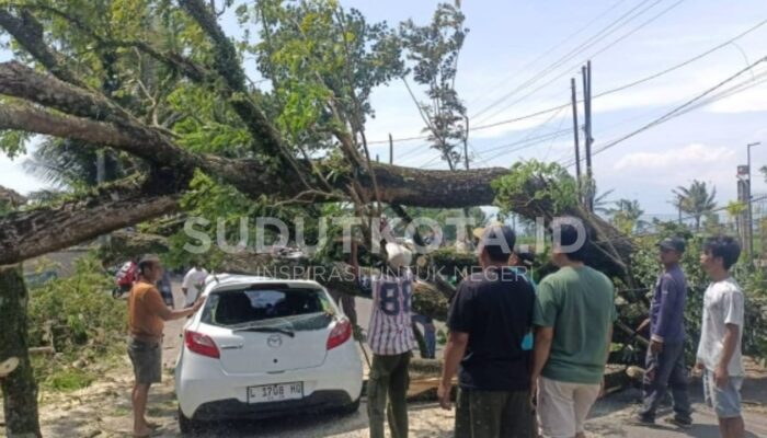 Pohon Besar Tumbang Timpa Mazda 2 di Desa Kuwolu Bululawang Malang