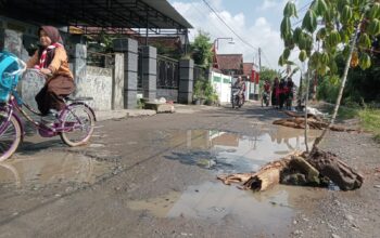 Protes Jalan Rusak, Warga Mojowarno Jombang Tanami Akses ke Makam dengan Pohon Pisang dan Singkong
