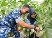 Tak Hanya Jaga Langit, Lanud Abd Saleh Panen Melon Hidroponik untuk Kemandirian Pangan