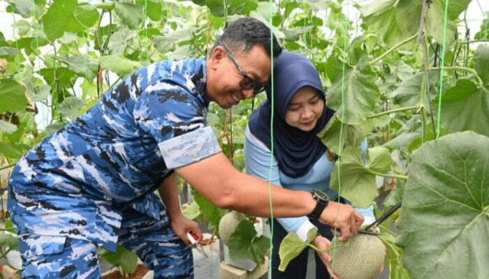 Tak Hanya Jaga Langit, Lanud Abd Saleh Panen Melon Hidroponik untuk Kemandirian Pangan