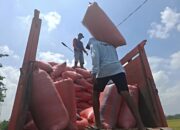 Panen Awal Tahun, Harga Gabah di Petani Jombang Stabil