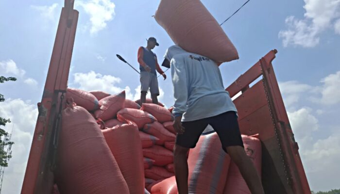 Panen Awal Tahun, Harga Gabah di Petani Jombang Stabil