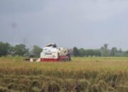 Disperta Pastikan Combine Harvester Bantuan di Sumbersari Jombang Raib