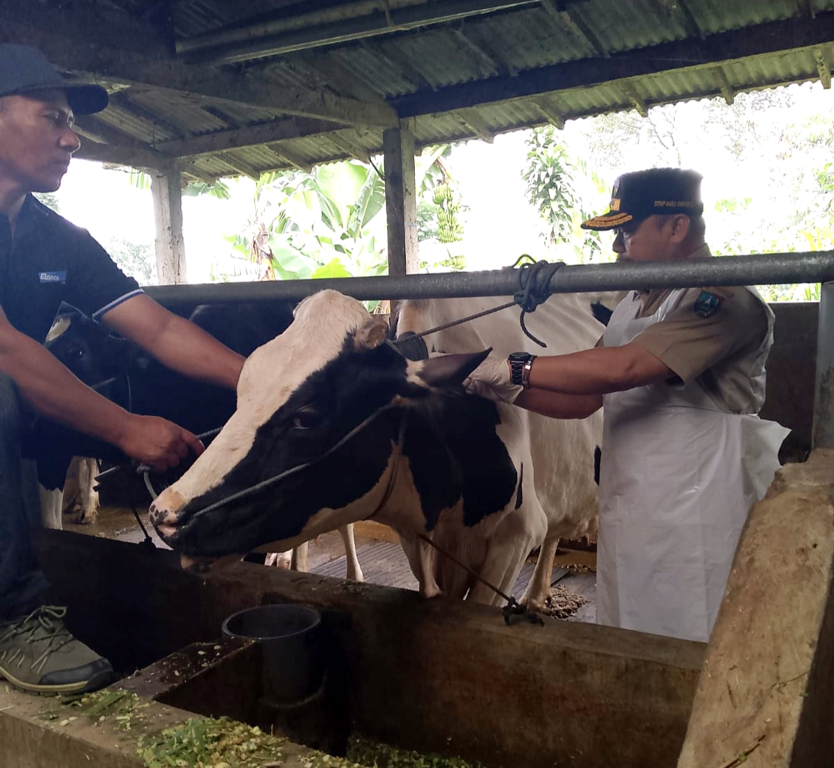 Kasus Penyakit Mulut dan Kuku (PMK) di Kabupaten Jombang, Jawa Timur, kembali muncul pada awal tahun 2026.