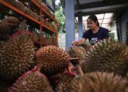 Cuaca ekstrem yang melanda wilayah lereng Gunung Anjasmoro, tepatnya di Kecamatan Wonosalam, Kabupaten Jombang, Jawa Timur, berdampak serius terhadap produksi durian pada musim panen tahun ini.