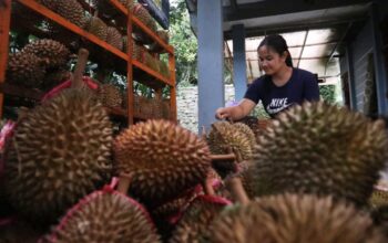 Cuaca ekstrem yang melanda wilayah lereng Gunung Anjasmoro, tepatnya di Kecamatan Wonosalam, Kabupaten Jombang, Jawa Timur, berdampak serius terhadap produksi durian pada musim panen tahun ini.