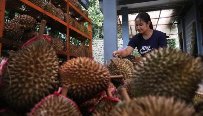 Gagal Panen Akibat Cuaca Ekstrem, Kontes Durian Wonosalam Mundur ke Akhir 2026