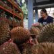 Gagal Panen Akibat Cuaca Ekstrem, Kontes Durian Wonosalam Mundur ke Akhir 2026