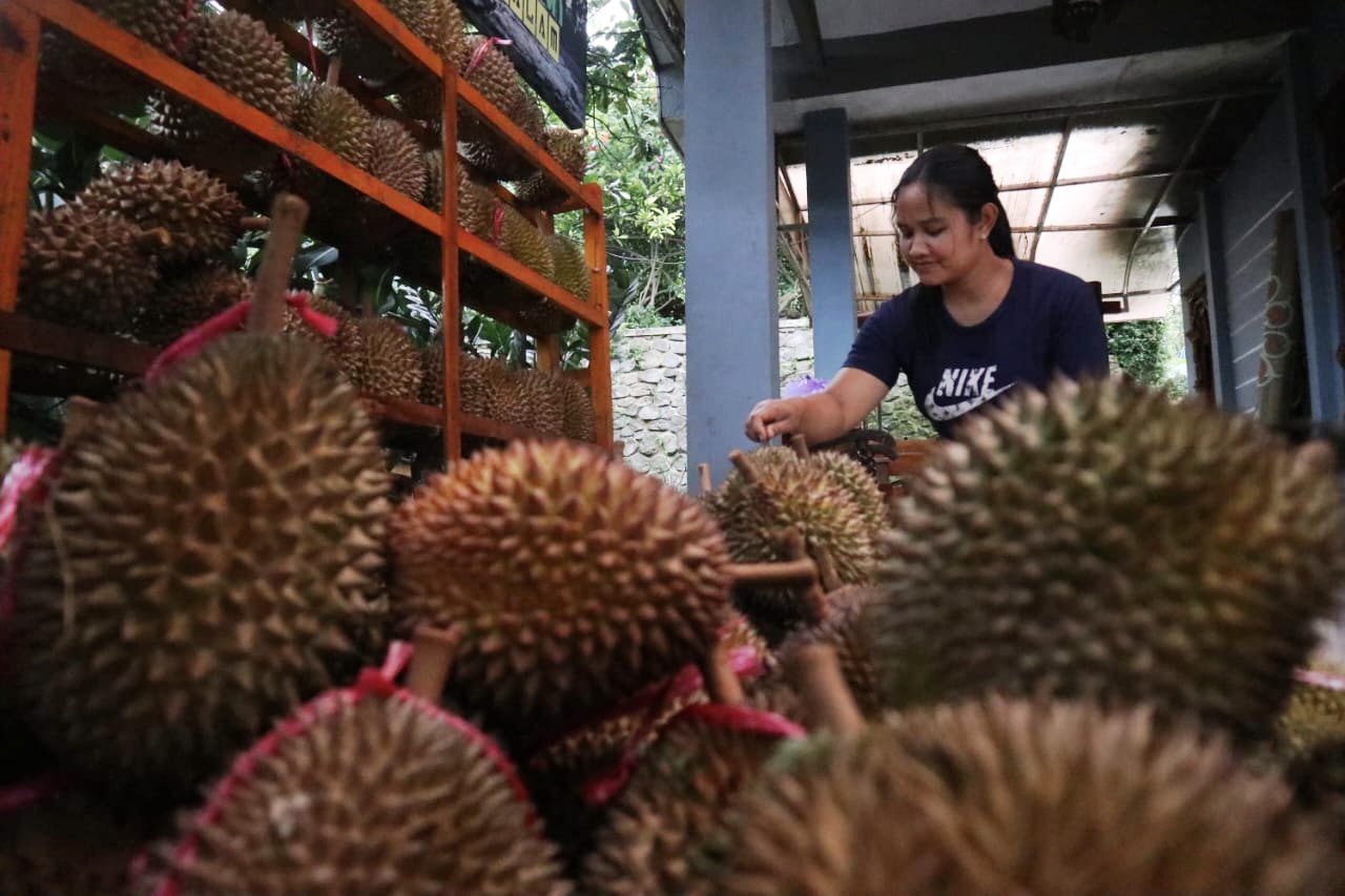 Cuaca ekstrem yang melanda wilayah lereng Gunung Anjasmoro, tepatnya di Kecamatan Wonosalam, Kabupaten Jombang, Jawa Timur, berdampak serius terhadap produksi durian pada musim panen tahun ini.