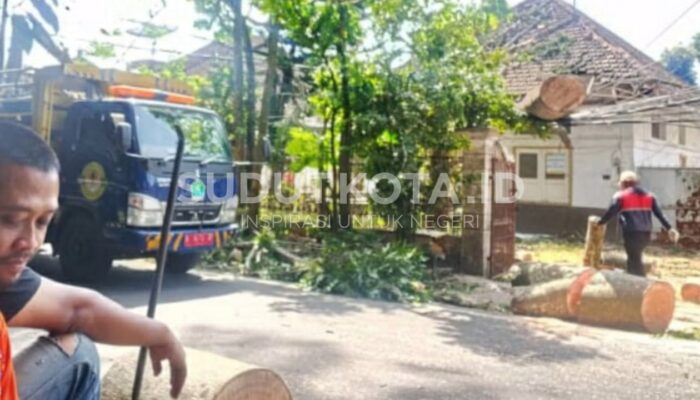Angin Kencang Terjang Kota Malang, Pohon Besar Tumbang Timpa Kabel Listrik di Jalan Jakarta