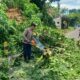 Laporan Warga ke 110 Berbuah Respons Cepat Polisi Evakuasi Pohon Tumbang di Pakisaji