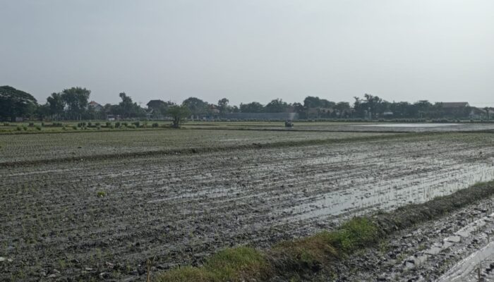 Banjir Jombang, 65 Hektare Sawah Puso Akibat Luapan Kali Marmoyo
