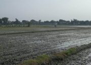 Alih Fungsi Lahan Meningkat, DPRD Jombang Tagih Perbup Perlindungan Pertanian