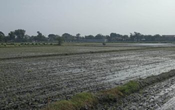 Alih Fungsi Lahan Meningkat, DPRD Jombang Tagih Perbup Perlindungan Pertanian