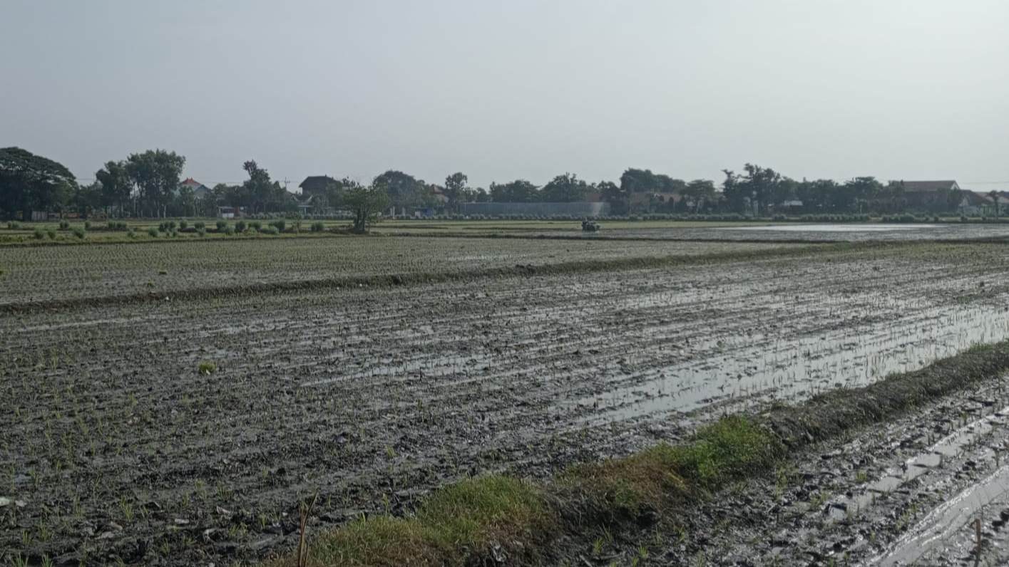 Alih Fungsi Lahan Meningkat, DPRD Jombang Tagih Perbup Perlindungan Pertanian