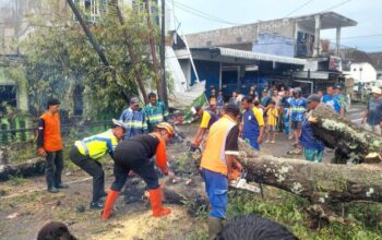 Hujan Deras Disertai Angin Kencang, Pohon Asem Tumbang Tutup Jalan Raya Sumberpasir Pakis