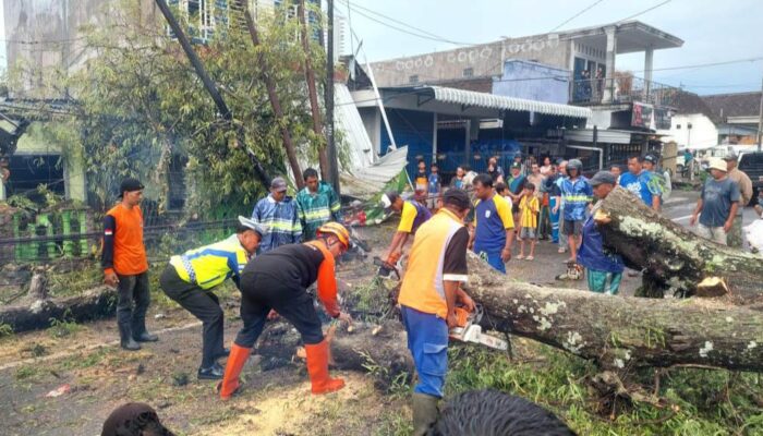 Hujan Deras Disertai Angin Kencang, Pohon Asem Tumbang Tutup Jalan Raya Sumberpasir Pakis