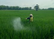 Cuaca Lembab Picu Kresek, Serangan Padi di Plandaan Jombang Capai 30 Persen
