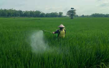 Petani padi di Kecamatan Plandaan, Kabupaten Jombang, Jawa Timur, kini berada dalam status siaga tinggi.
