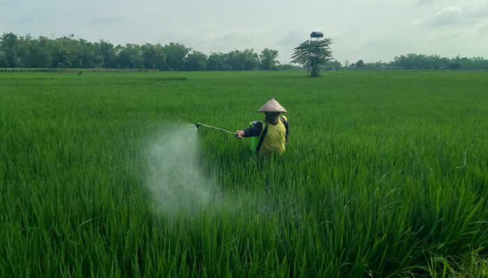 Cuaca Lembab Picu Kresek, Serangan Padi di Plandaan Jombang Capai 30 Persen