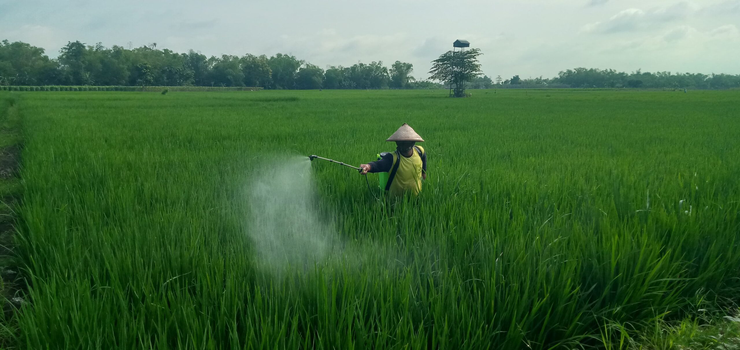 Petani padi di Kecamatan Plandaan, Kabupaten Jombang, Jawa Timur, kini berada dalam status siaga tinggi.