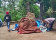 Arena Judi Sabung Ayam Tersembunyi di Kebun Poncokusumo Dibongkar Polisi