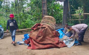 Arena Judi Sabung Ayam Tersembunyi di Kebun Poncokusumo Dibongkar Polisi