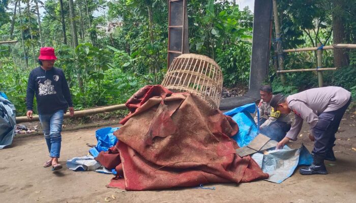 Arena Judi Sabung Ayam Tersembunyi di Kebun Poncokusumo Dibongkar Polisi