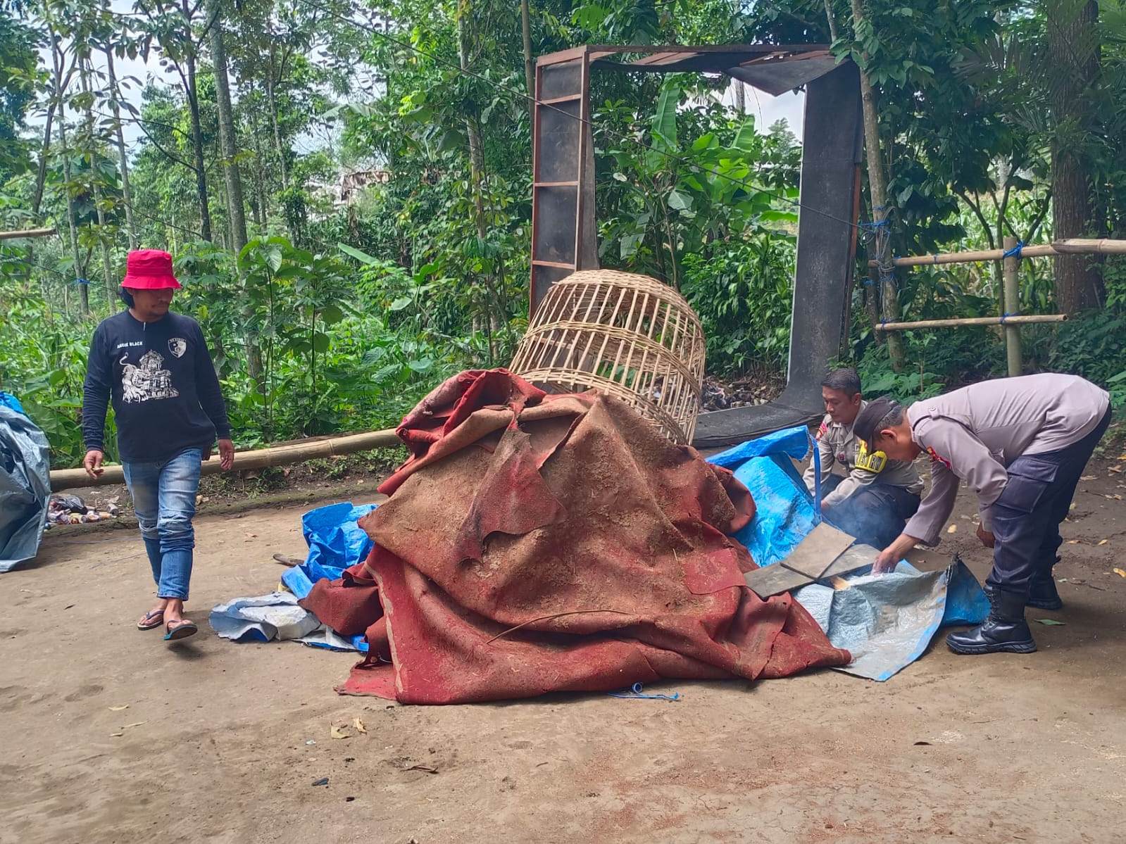 Arena Judi Sabung Ayam Tersembunyi di Kebun Poncokusumo Dibongkar Polisi