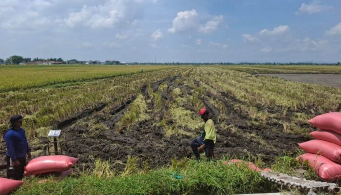 Kabar Baik! Produksi Padi Jombang 2026 Diprediksi Meningkat, Surplus Beras Tembus 108 Ribu Ton