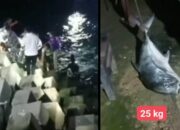 Ditarik Ikan 25 Kg hingga Tenggelam, Warga Ledok Blitar Tewas di Dermaga Pantai Tambakrejo
