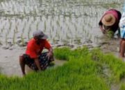 Wakil Bupati Sampang Berharap Lahan Pertanian Pangan Tetap Dijaga dan Berlanjut