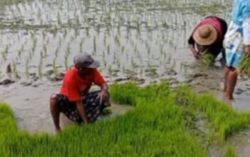 Wakil Bupati Sampang Berharap Lahan Pertanian Pangan Tetap Dijaga dan Berlanjut