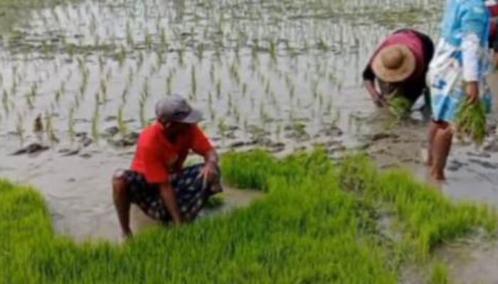 Wakil Bupati Sampang Berharap Lahan Pertanian Pangan Tetap Dijaga dan Berlanjut