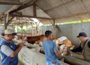 PMK di Jombang 2026 Terkendali, 102 Sapi Sembuh dari 147 Kasus