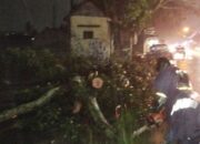 Jalur Ampeldento Lumpuh 3 Jam, Tiga Pengendara Jadi Korban Pohon Tumbang