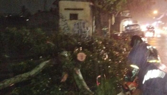 Jalur Ampeldento Lumpuh 3 Jam, Tiga Pengendara Jadi Korban Pohon Tumbang