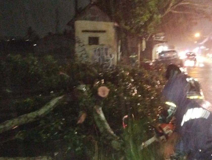 Jalur Ampeldento Lumpuh 3 Jam, Tiga Pengendara Jadi Korban Pohon Tumbang