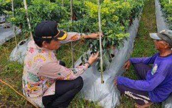 Cabai Malang Tak Pernah Benar-Benar Aman, Ini Biang Keroknya