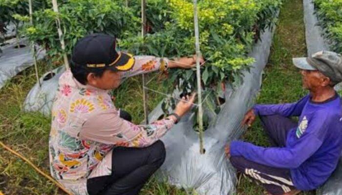 Cabai Malang Tak Pernah Benar-Benar Aman, Ini Biang Keroknya