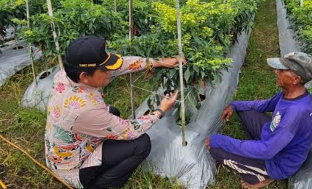 Cabai Malang Tak Pernah Benar-Benar Aman, Ini Biang Keroknya