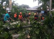 Pohon Kecrutan di Jalan Mahakam Kota Malang Tumbang Diterjang Angin