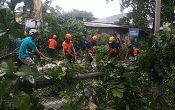 Pohon Kecrutan di Jalan Mahakam Kota Malang Tumbang Diterjang Angin