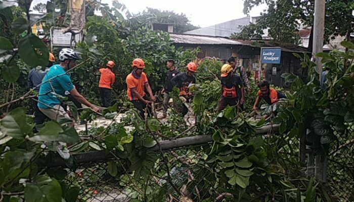 Pohon Kecrutan di Jalan Mahakam Kota Malang Tumbang Diterjang Angin
